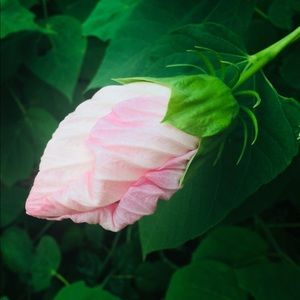 Meet your Posher, Ellen